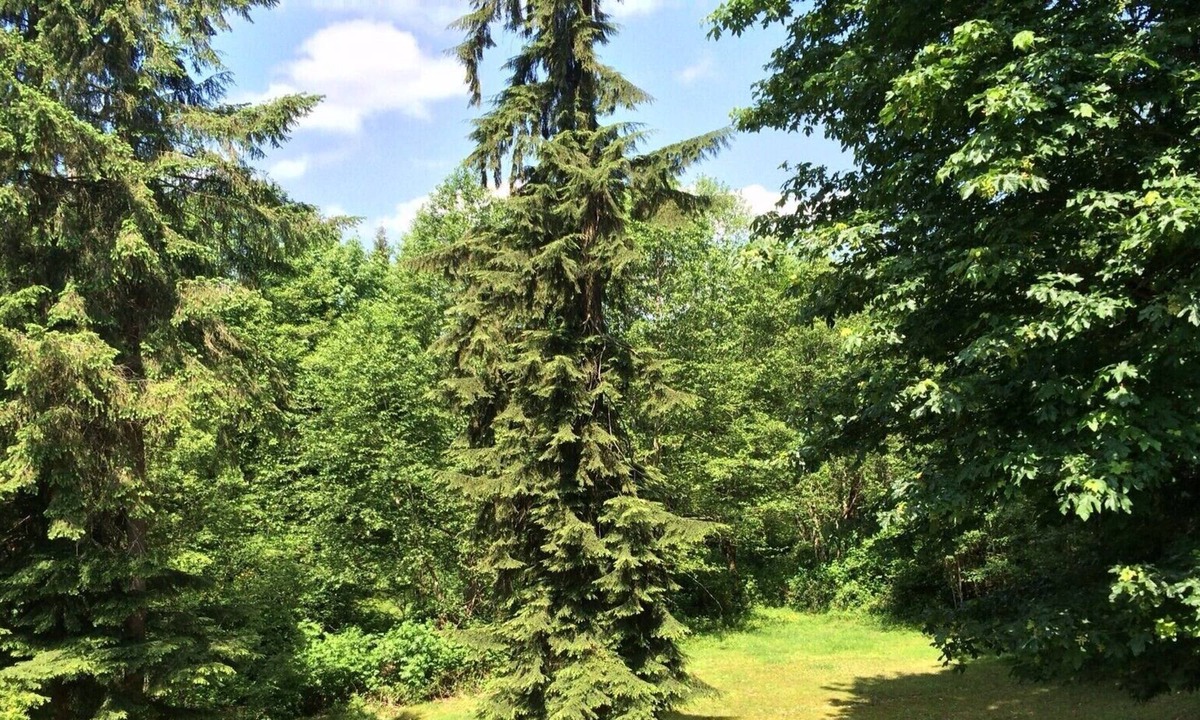 Snohomish Apartment | 14 Acres Of Private Forest - Large 1400 Sq Ft Apt - Mins. From Amenities & Hwy