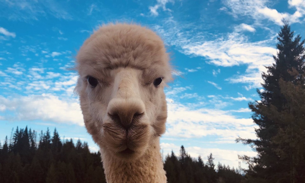 Washougal House | Alpaca Farm Retreat with Hot Tub- Little Creek Cottage