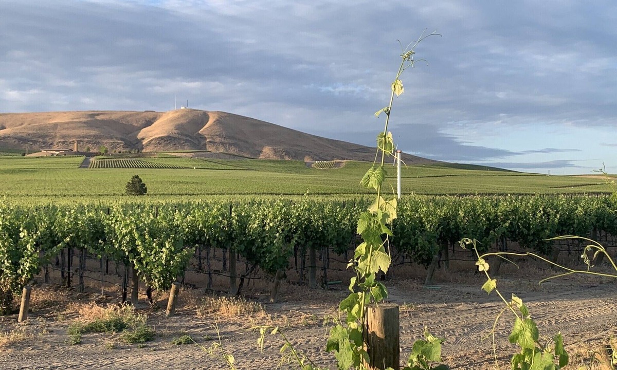 Benton City House | Amidst the vines @ Ambassador House