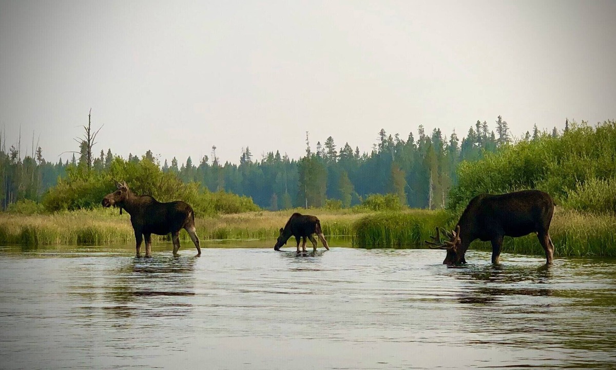 Island Park Cabin | Perfect For ATV, Hiking, Yellowstone Park, Snowmobiling, and Anything Outdoors