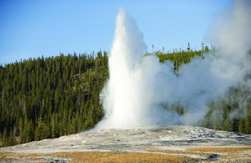 West Yellowstone Resort | Bears, wolves, bison, elk and much more!