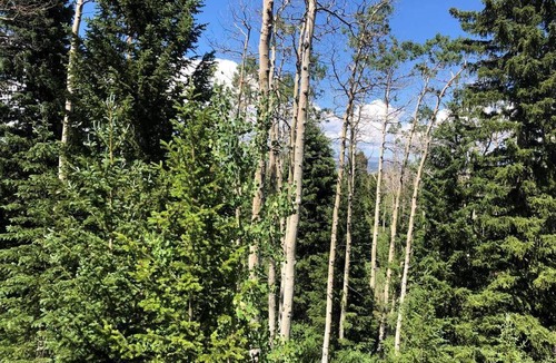 Porcupine Ski Chalet | Beautiful Mountain Cabin near Tetons Yellowstone
