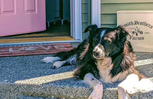 Mount Vernon House | Bring your dogs, too!