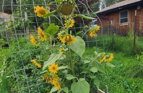 Heron Cabin | Cabin on a working homestead in Heron, Mt. " Heifer, Pork and Pecker Farm"