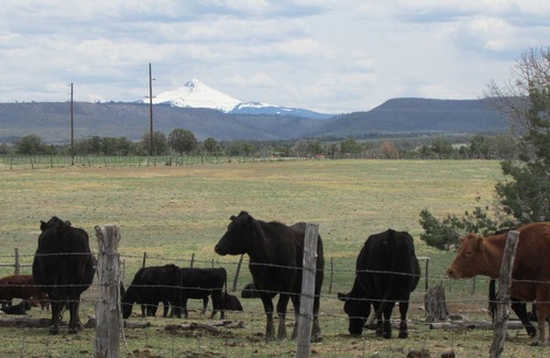 Redvale Cabin | Colorado Bray Ranch Getaway
