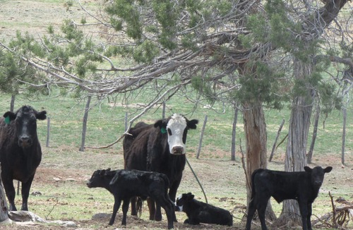 Redvale Cabin | Colorado Bray Ranch Getaway