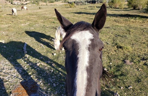 Hatch Apartment | Farriers Quarters Studio on 280 acre Sevier River Ranch - 2 Queen Beds