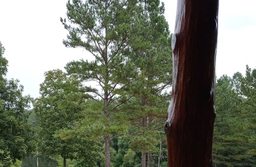 Lawrence County Cabin | Large Private Luxury Log Cabin w/ jacuzzi, game room, private lake on 100 acres