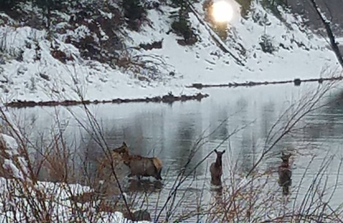 Jackson Cabin | Lodging Near Grand Teton National Park And Jackson Hole
