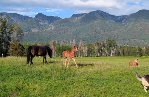 Polson Cabin | New! Avail 4th of July! 13-person cabin. Hot tub on roof, 15 mins to Flathead Lk