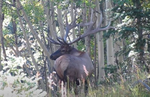 Cimarron RV Rental | Peaceful camping retreat in charming Arrowhead, perfect for nature lovers