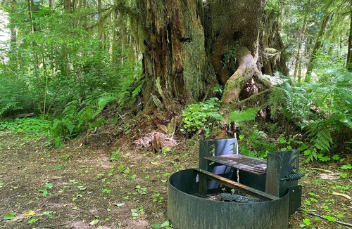 Forks RV Rental | Primitive Tent Site in Enchanted Rain Forest - Site #18