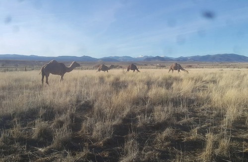 Capulin Cabin | Romantic Camping Yurt on Camel Farm near Alamosa, Colorado