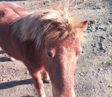 Buffalo Ridge House | Rustic Shadows - Sioux Falls Escape, Firepit, Pet Friendly!