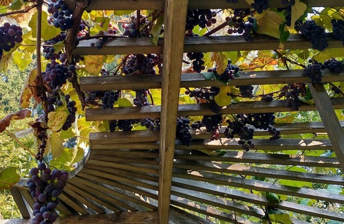 Maltby House | Seven Cedars on Parklike Grounds