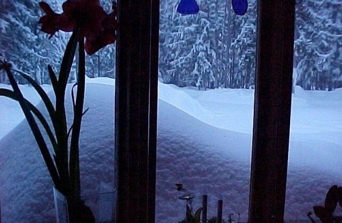Troy Cabin | Sha Bear Cabin, on the YAAK RIVER~Quiet, Romantic Cabin Sleeps up to 4
