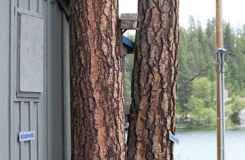Loon Lake Cabin | Shore Acres -Cabin 7 Lakeview