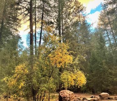Chattaroy House | Tranquil Nature Retreat on 12 acres!