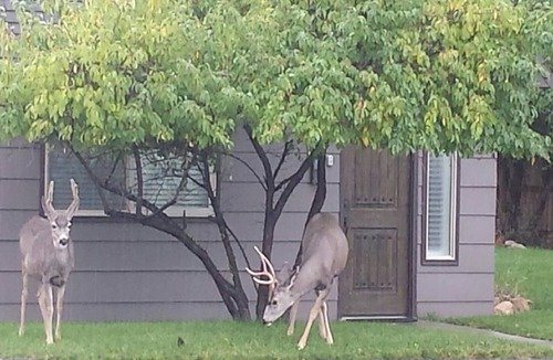 Cody House | YELLOWSTONE HOUSE OF THE 3 BEARS, 2 Blocks to DT, Book Same Day 4bd/2bth Deer