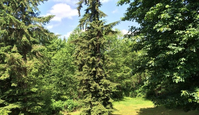 14 Acres Of Private Forest - Large 1400 Sq Ft Apt - Mins. From Amenities & Hwy