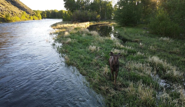 Big Hole Riverfront Retreat – A Secluded Fishing Paradise with 4 Cabins
