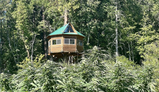 Cannabis friendly treehouse with amazing mountain Views!