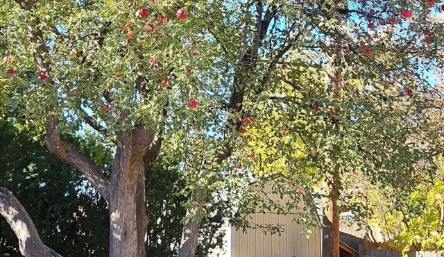 Central Syringa Sanctuary in Idaho falls