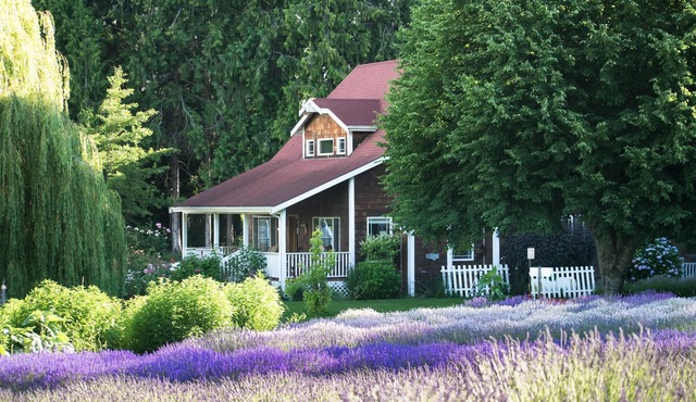 Purple Haze Lavender Farm
