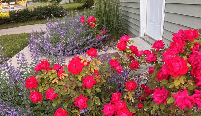 Sunny Cottage: Fire pit, close to biking & walking trails and historic downtown.