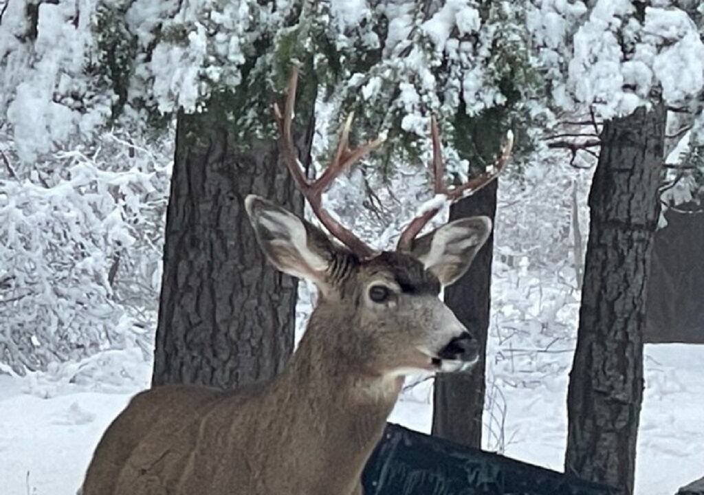 Photo of Outdoor in Naches