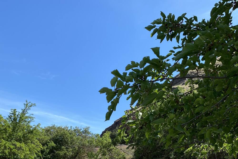 Photo of Outdoor in Anatone