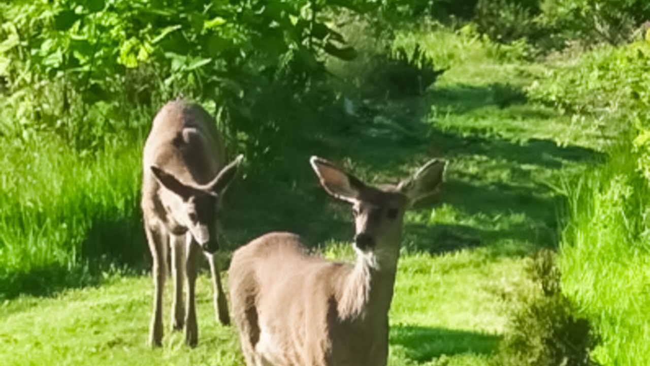 Photo of Others in Coupeville