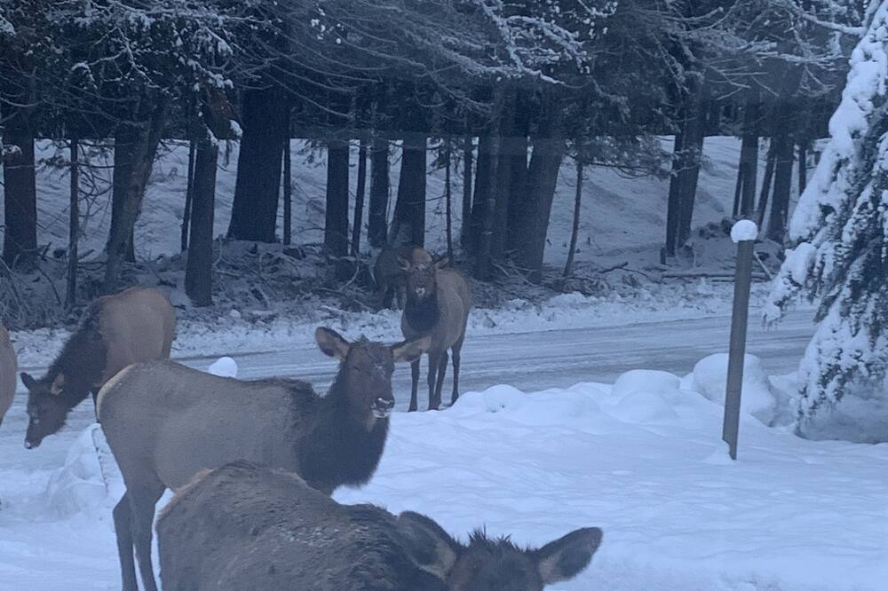 Photo of Outdoor in Enumclaw