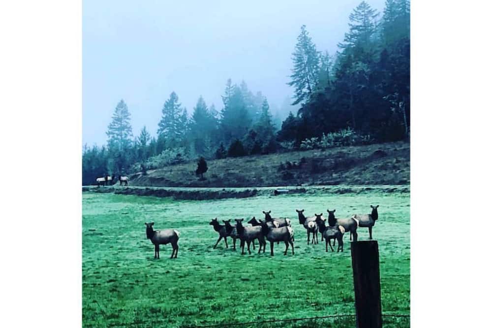 Photo of Outdoor in Days Creek