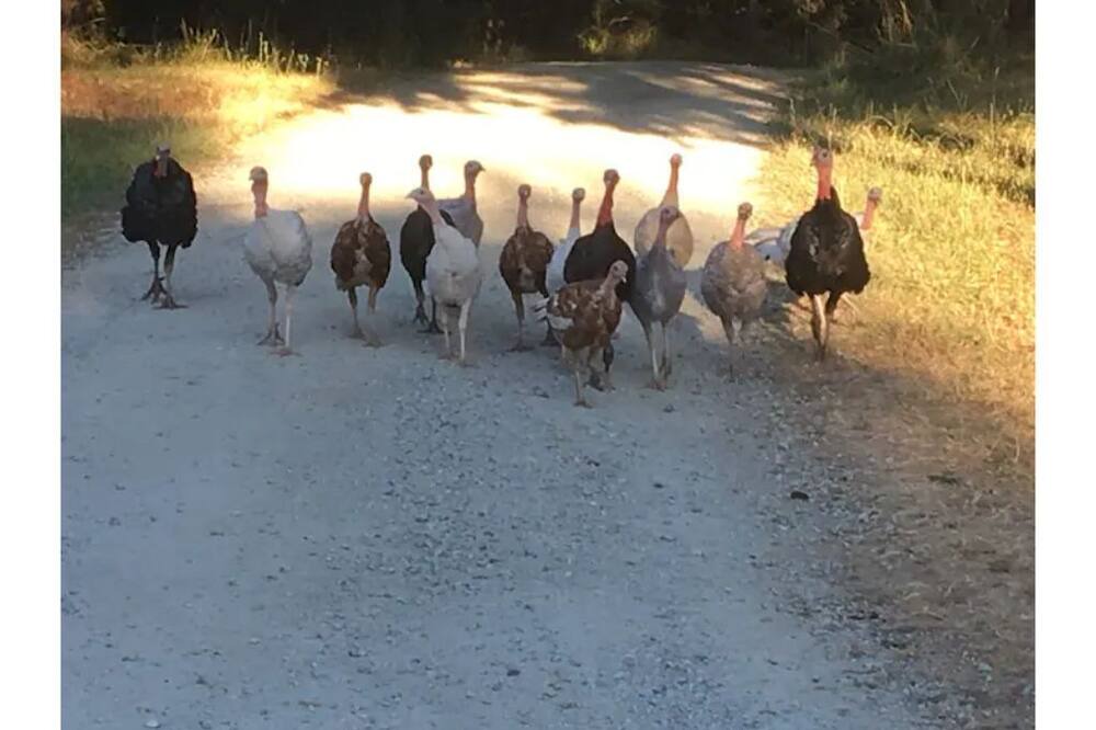 Photo of Others in Days Creek