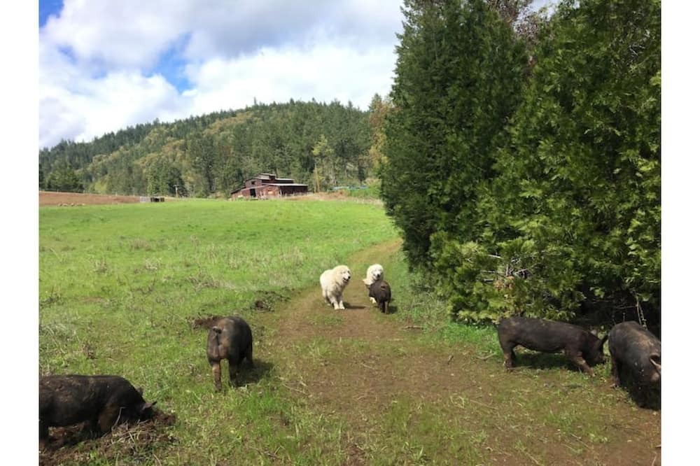 Photo of Outdoor in Days Creek
