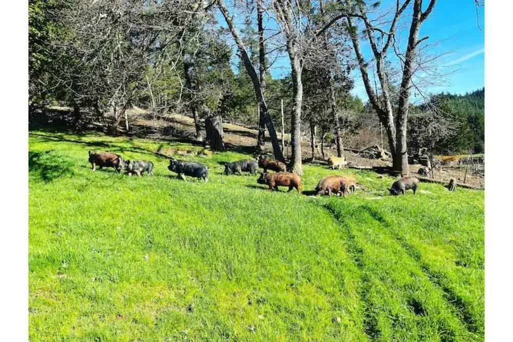 Photo of Outdoor in Days Creek