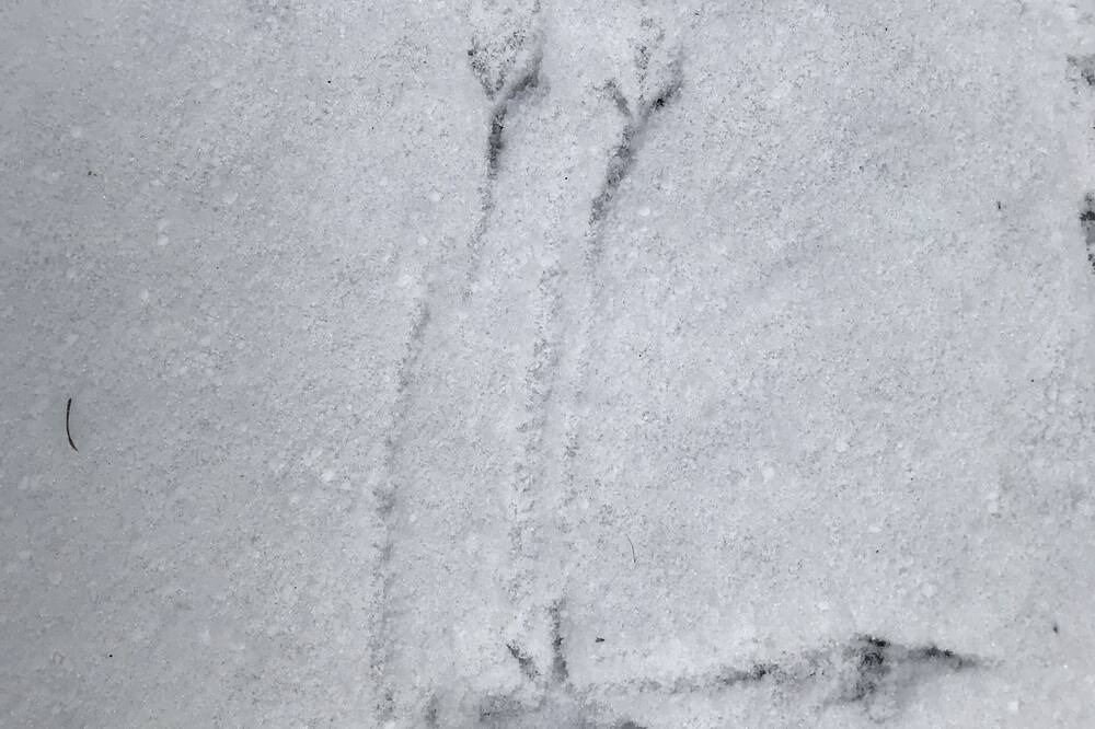 Photo of Others in North Creek