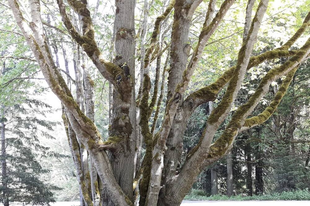Photo of Others in Sequim