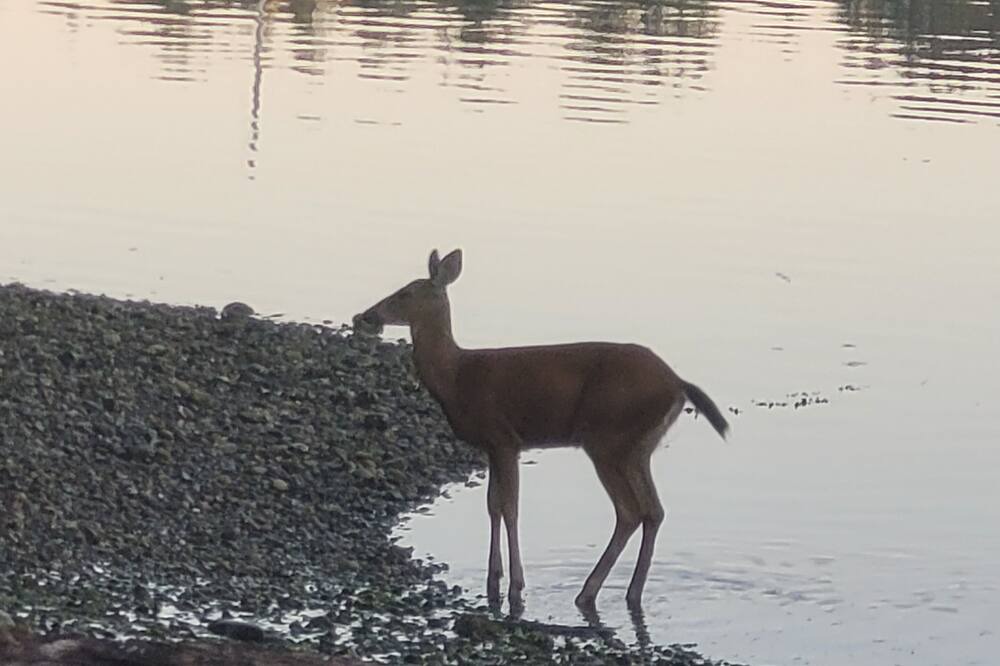 Photo of Others in Gig Harbor