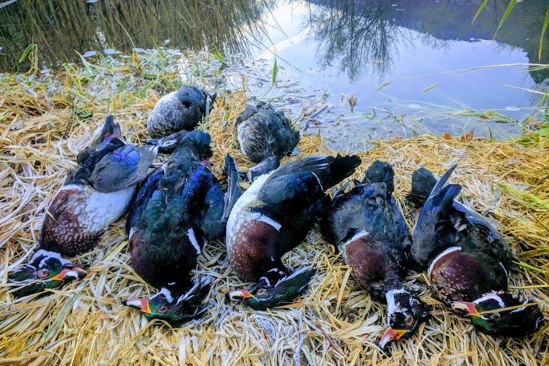 Photo of Others in Montague