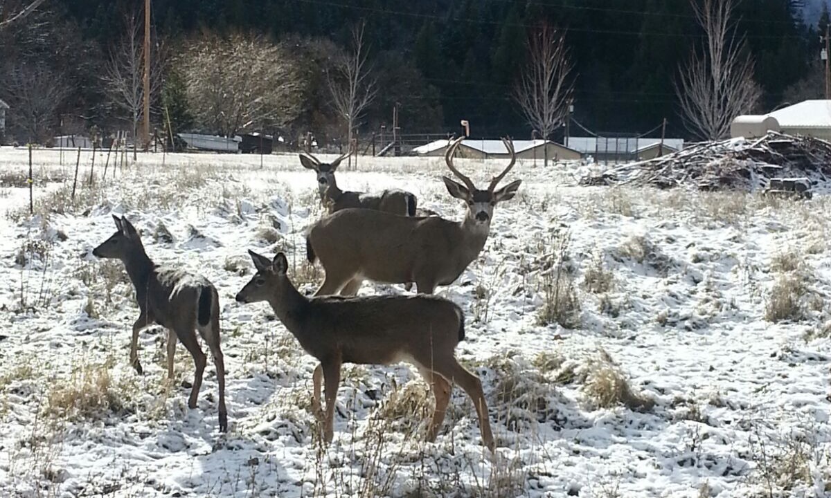 Photo of Outdoor in Montague