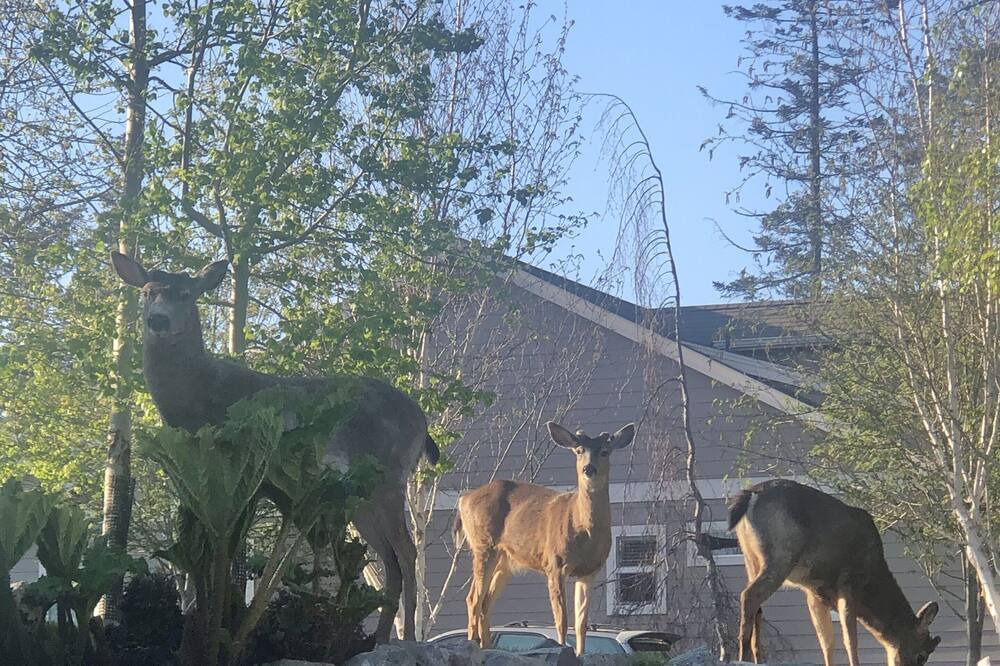 Photo of Outdoor in Anacortes