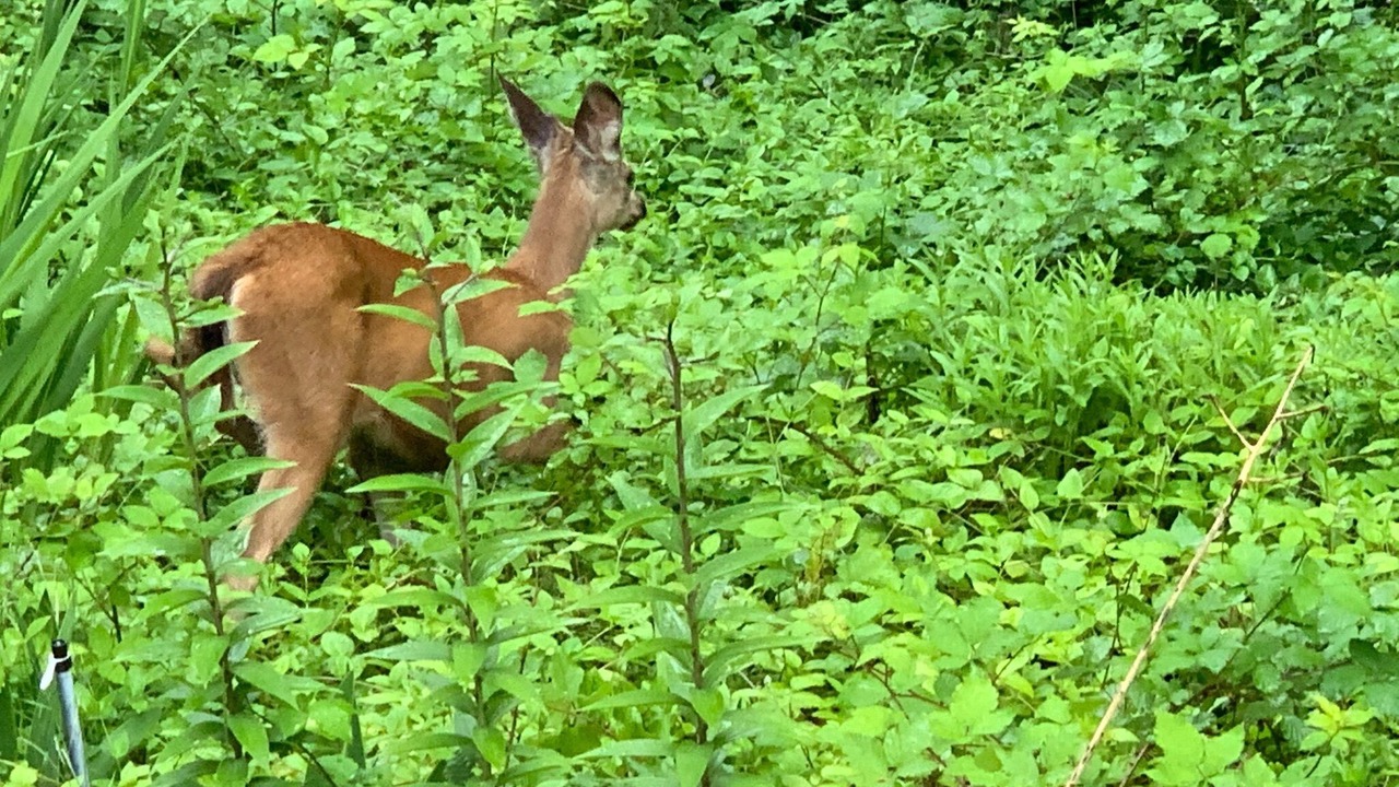 Photo of Outdoor in Gig Harbor