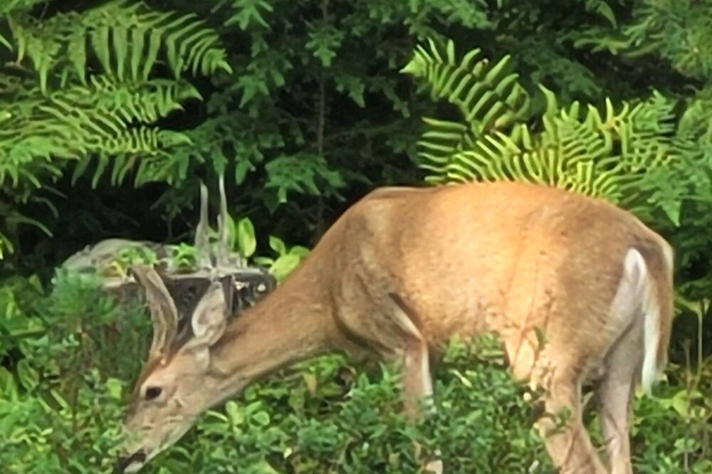 Photo of Others in Sandpoint