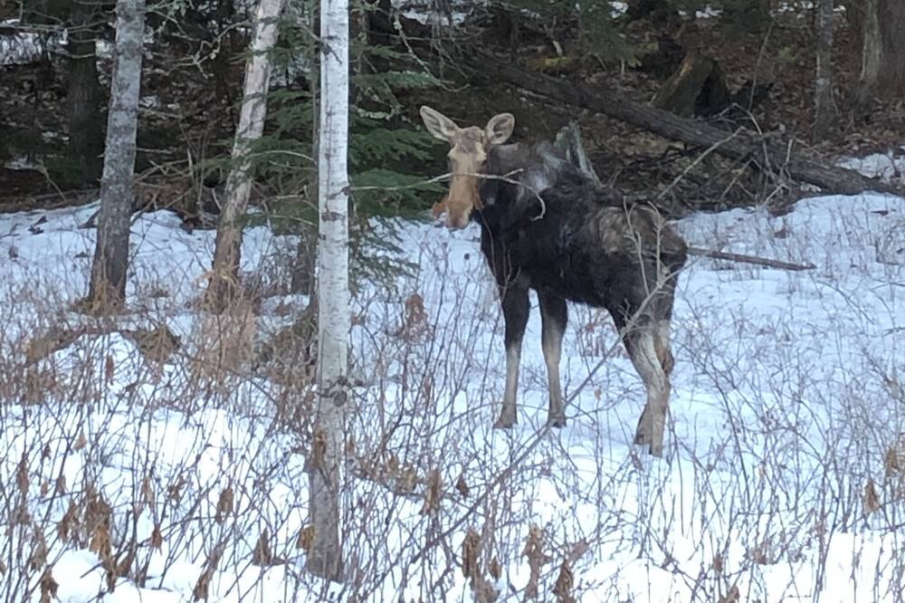 Photo of Others in Sandpoint
