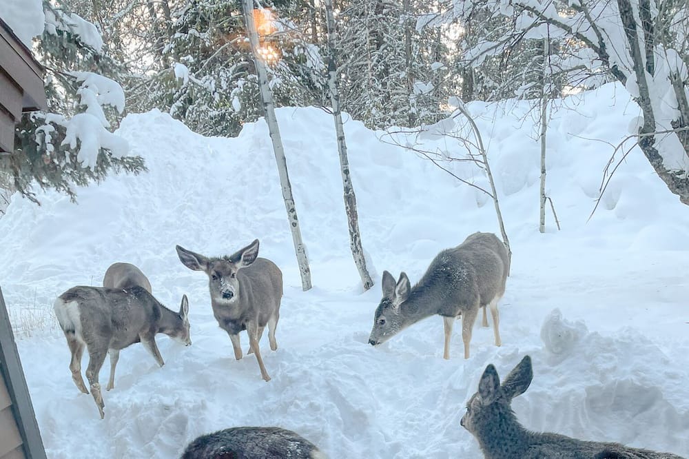 Photo of Outdoor in McCall