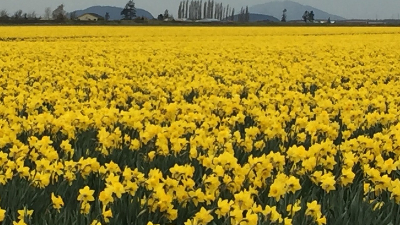 Photo of Outdoor in La Conner
