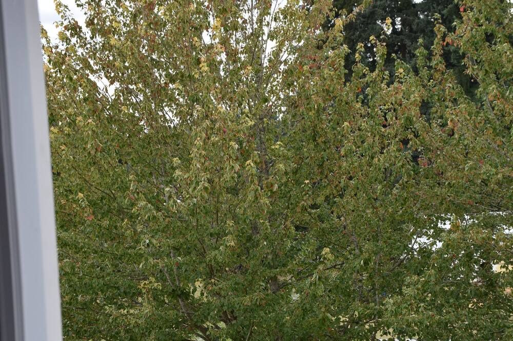 Photo of Outdoor in Puyallup