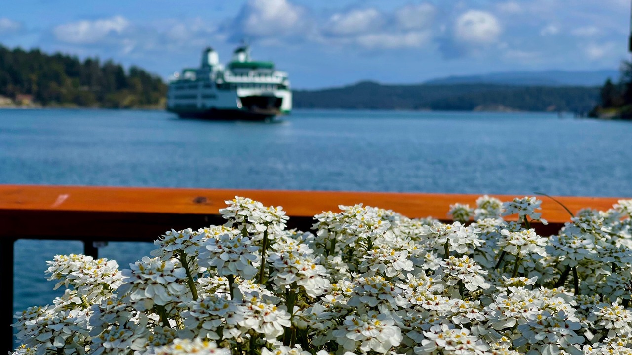 Photo of Others in Friday Harbor